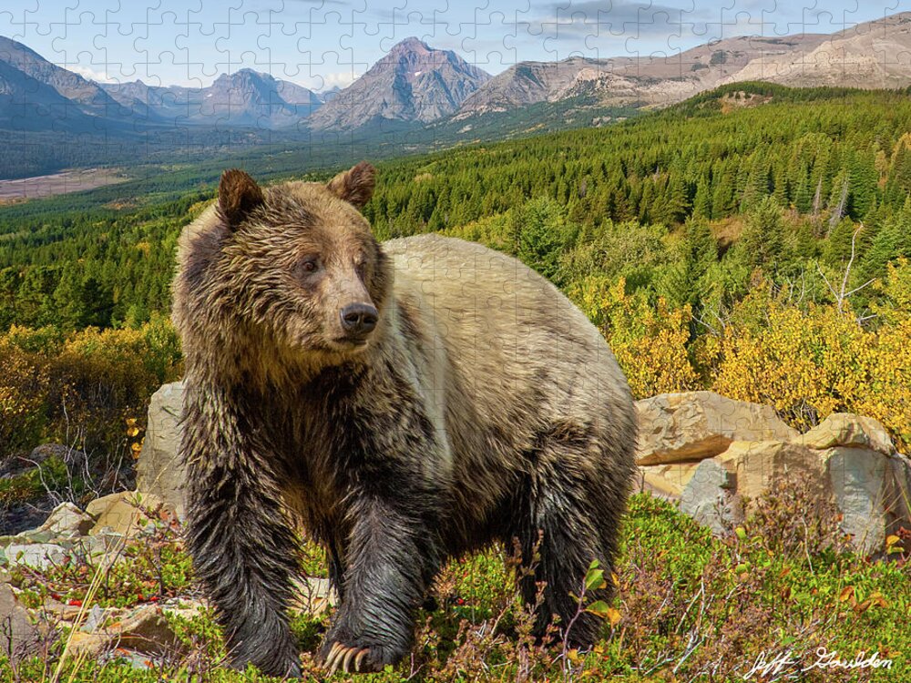 Adult Jigsaw Puzzle featuring the photograph Grizzly Bear in Glacier National Park by Jeff Goulden
