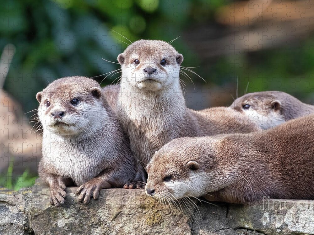 Otter Jigsaw Puzzle featuring the photograph Group of four attentive Oriental small-clawed otters, Aonyx cine by Jane Rix