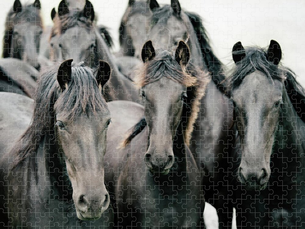 Friesian Jigsaw Puzzle featuring the photograph Group of Friesian Horses by Irene Suchocki