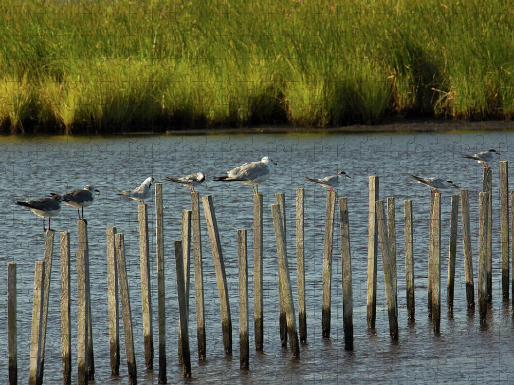 Birds Jigsaw Puzzle featuring the photograph Group of Seagulls Standing on Sticks by Charles Floyd