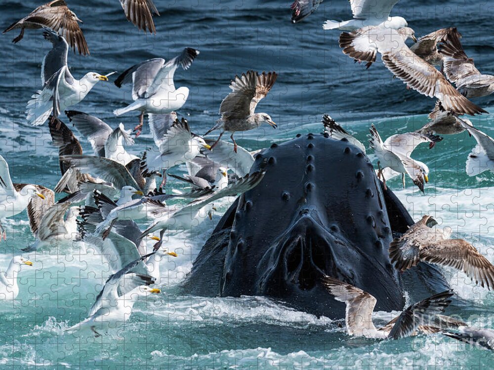 Whale Jigsaw Puzzle featuring the photograph Gulls After Sandlance by Lorraine Cosgrove