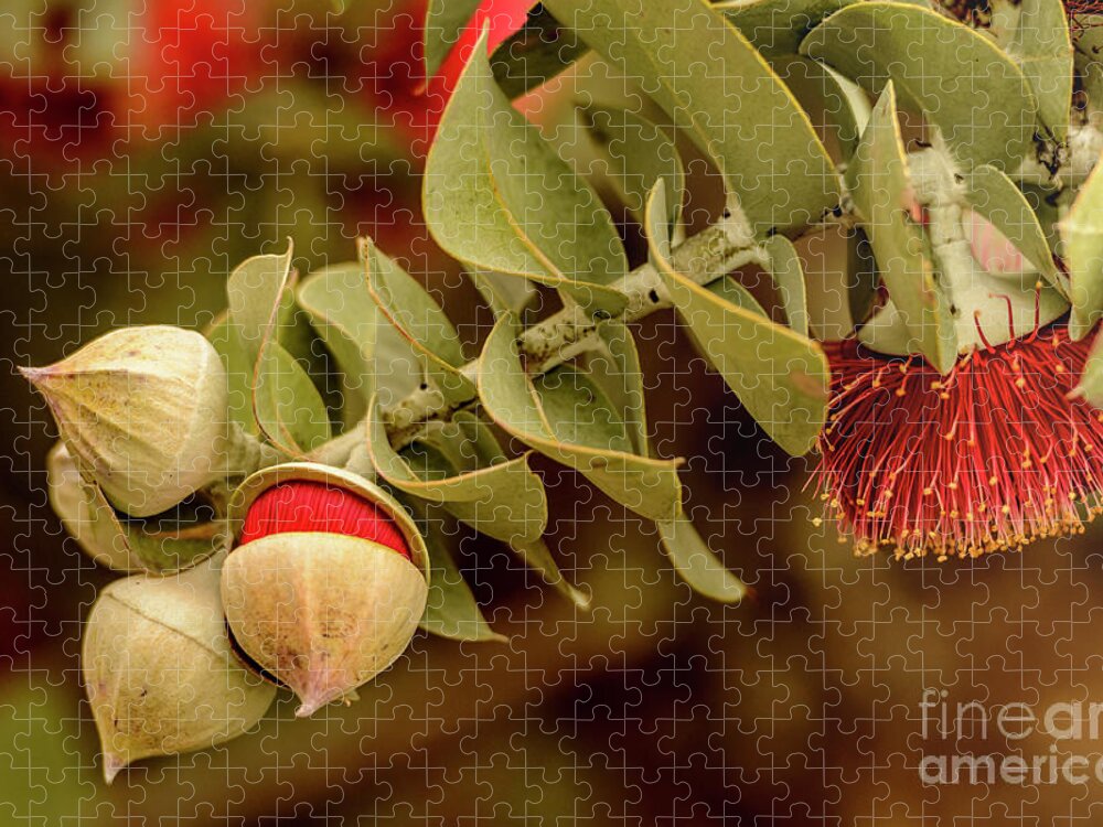 Flora Jigsaw Puzzle featuring the photograph Gum Nuts 3 by Werner Padarin