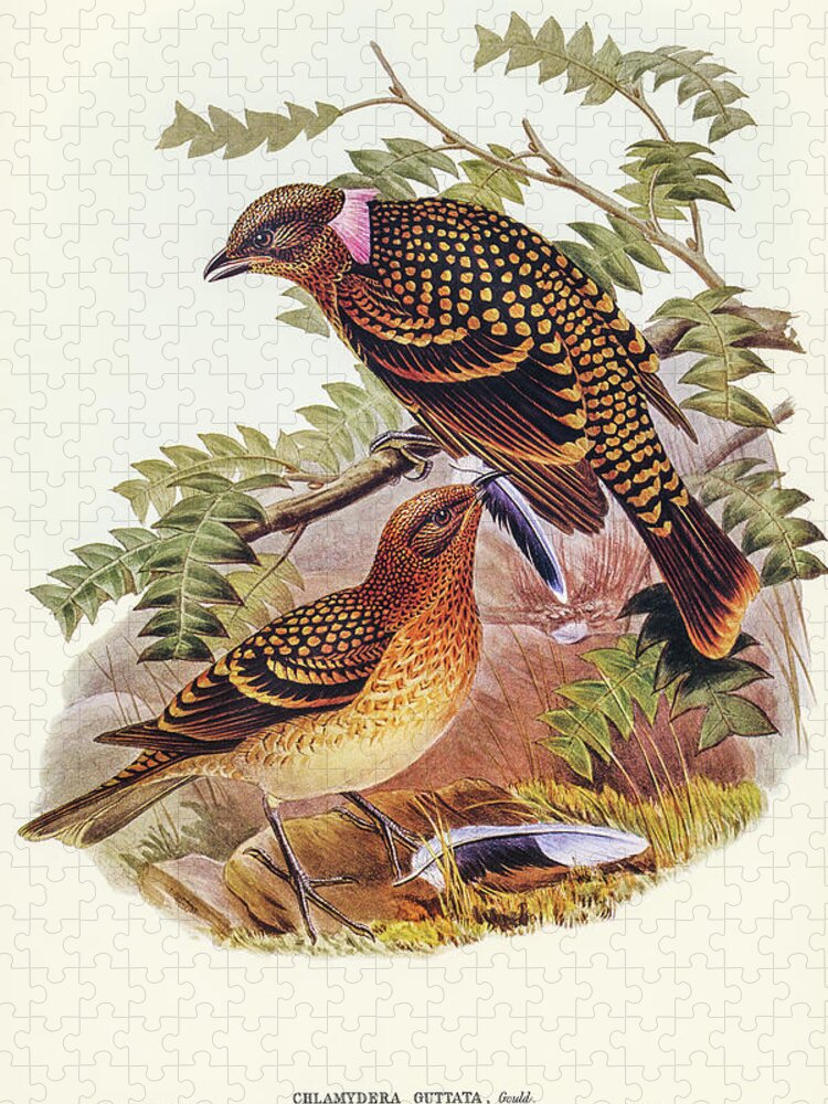 Guttated Bower-bird Jigsaw Puzzle featuring the drawing Guttated Bower-bird, Chlamydera guttata by John Gould