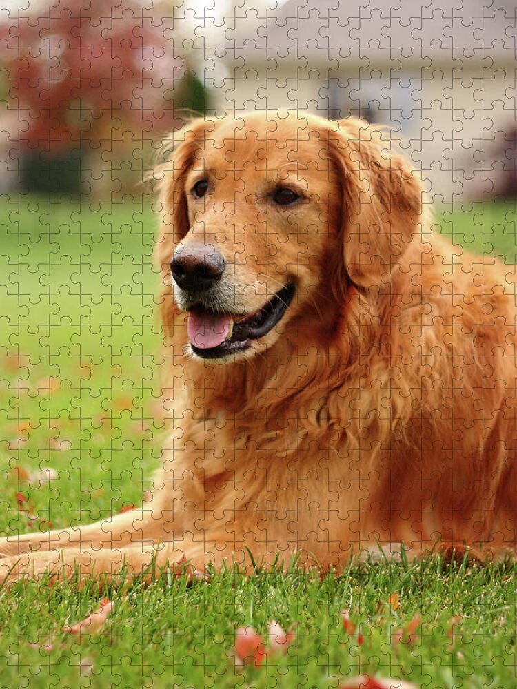 Dog Jigsaw Puzzle featuring the photograph Handsome Golden by Lens Art Photography By Larry Trager