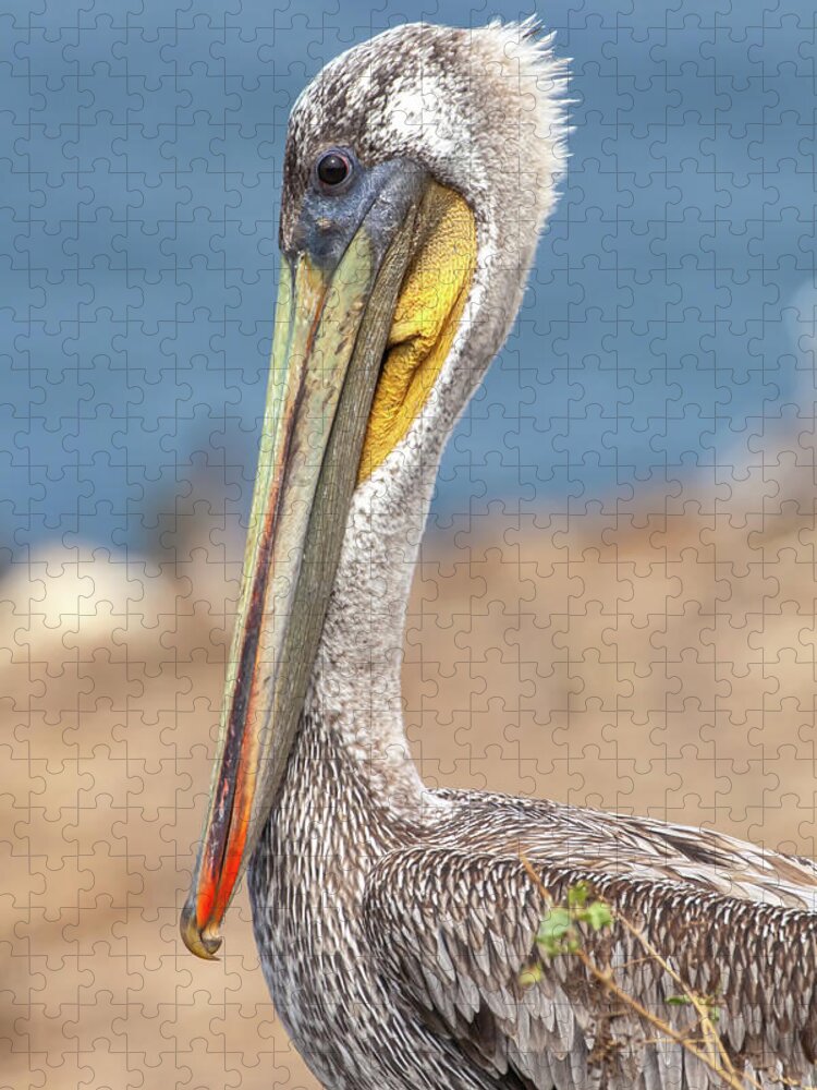 Wild Animals Jigsaw Puzzle featuring the photograph Handsome Pelican by Jonathan Nguyen