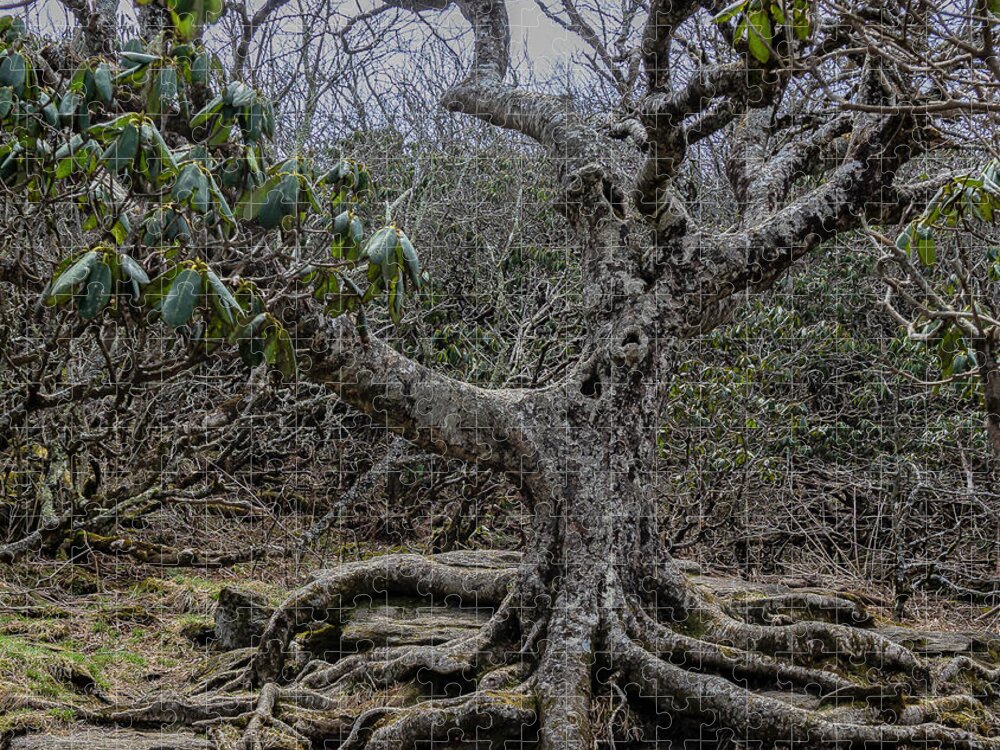 #trees#forests#craggypinnancle#blueridgeparkway#ashevillenorthcarolina#usa. Jigsaw Puzzle featuring the photograph Hangin' In There by Katherine Y Mangum
