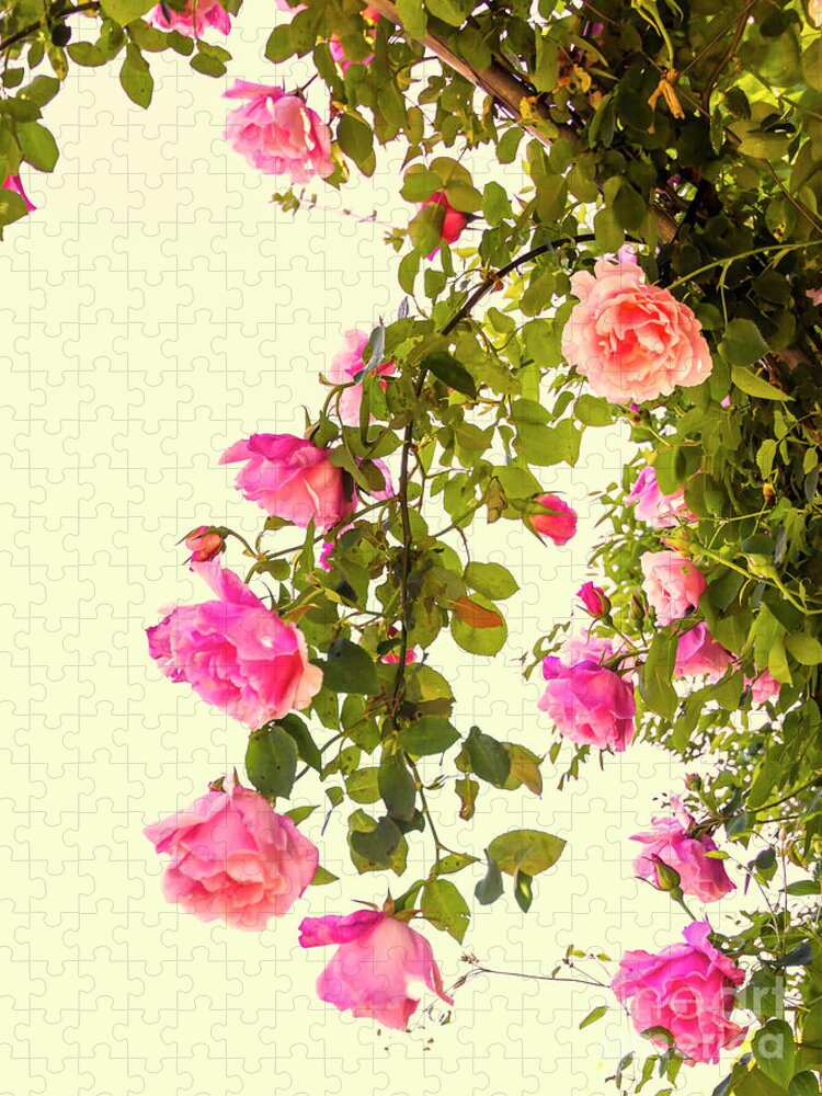 Roses Jigsaw Puzzle featuring the photograph Hanging Roses by Elaine Teague