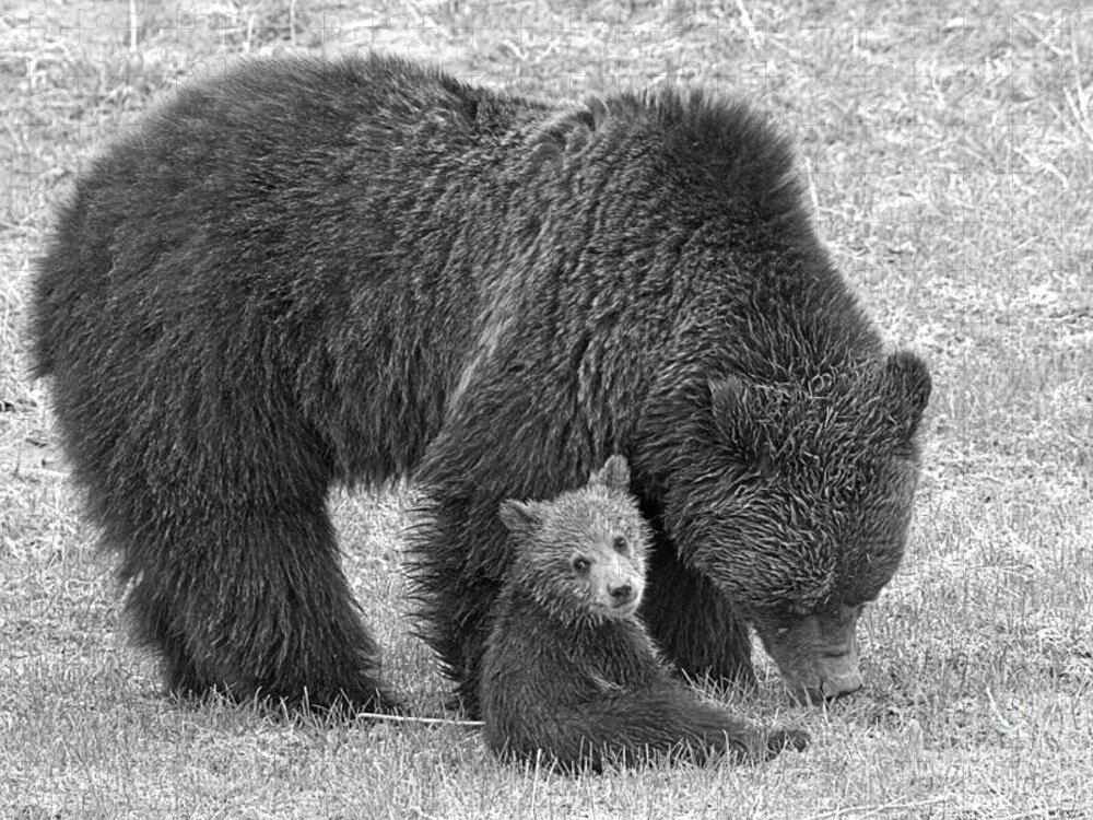 Grizzly Jigsaw Puzzle featuring the photograph Hanging With My Mom Crop Black And White by Adam Jewell