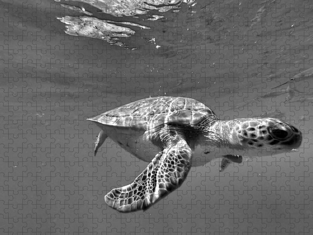 Sea Turtle Jigsaw Puzzle featuring the photograph Hanu by Devin Wilson