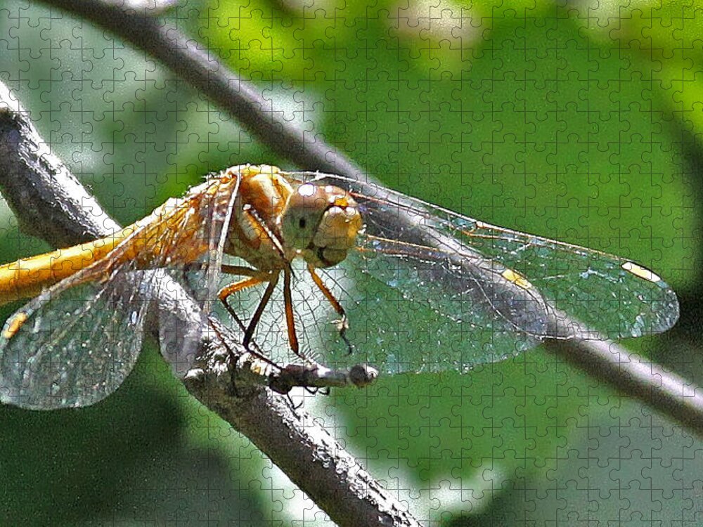 Insect Jigsaw Puzzle featuring the photograph Happy Dragonfly by Carol Jorgensen