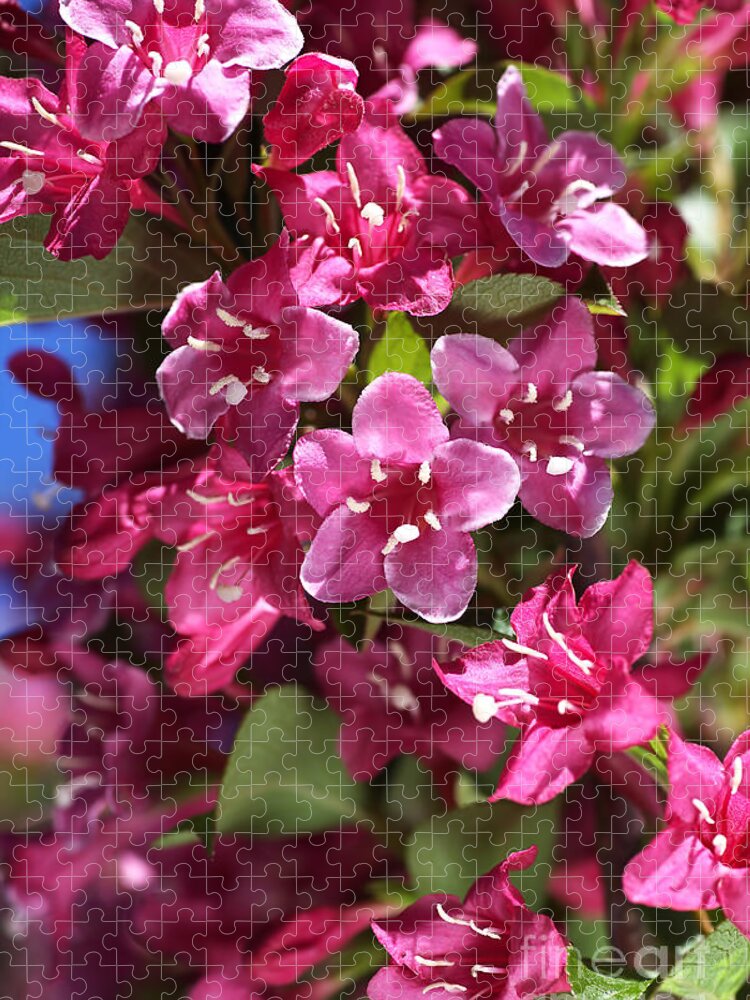 Bubbleblue Jigsaw Puzzle featuring the photograph Happy Small Pink Flowers by Joy Watson