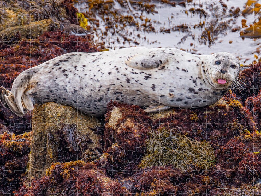 Harbor Seal Jigsaw Puzzle featuring the photograph Happy The Harbor Seal by Derek Dean