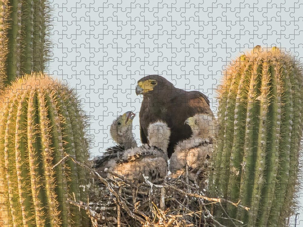 Harris Hawks Jigsaw Puzzle featuring the photograph Harris Hawk Adult and Chicks 7955-050922-3 by Tam Ryan
