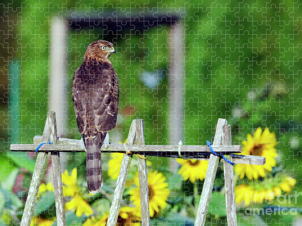 Bird Jigsaw Puzzle featuring the photograph Hawk and Sunflowers by Kristine Anderson
