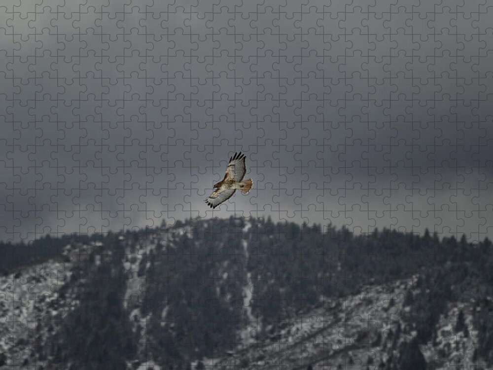  Jigsaw Puzzle featuring the photograph Hawk in flight by Doug Wittrock