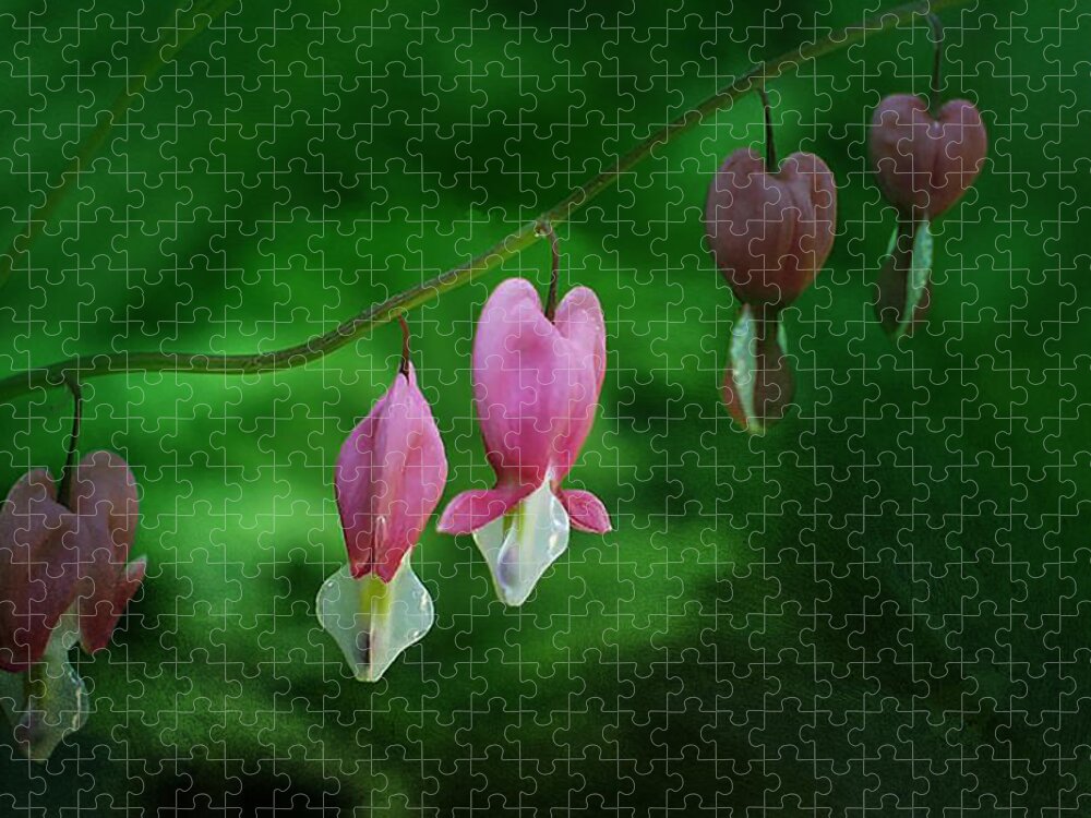 Dicentra Jigsaw Puzzle featuring the photograph Hearts of Spring by Moira Law