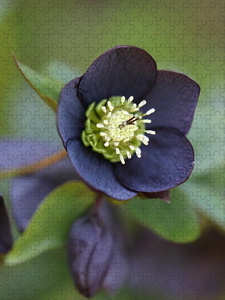 Helleborus Orientalis Jigsaw Puzzle featuring the photograph Hellebore by Tammy Pool