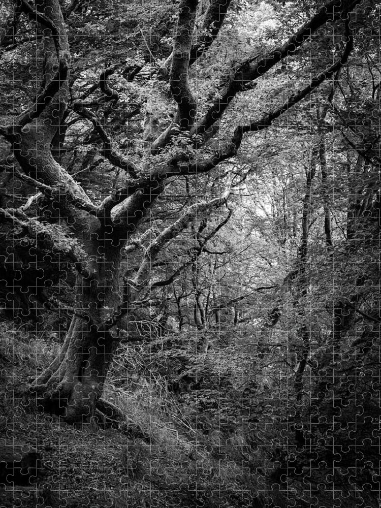 Tree Jigsaw Puzzle featuring the photograph Hello darkness by Gavin Lewis