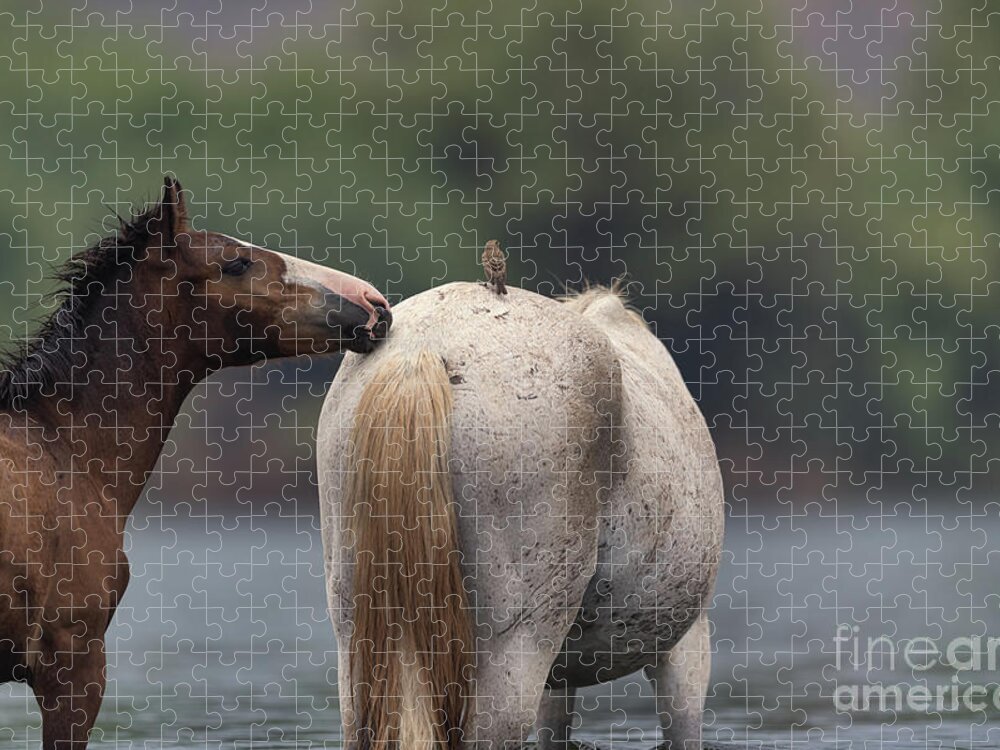 Yearling Jigsaw Puzzle featuring the photograph Hello by Shannon Hastings