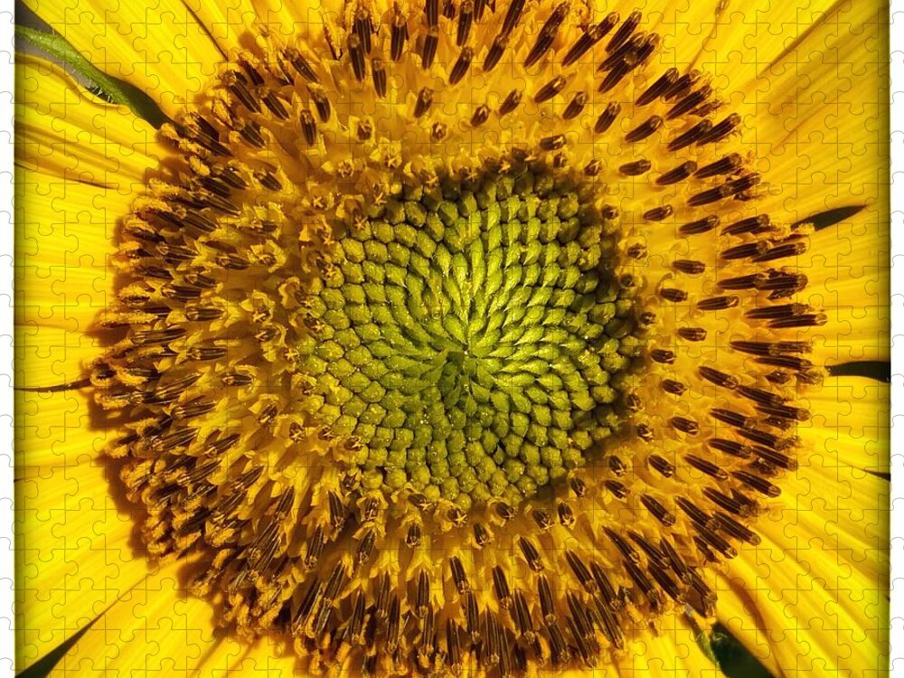 Sunflower Jigsaw Puzzle featuring the photograph Hello Sunshine by Wendy Golden