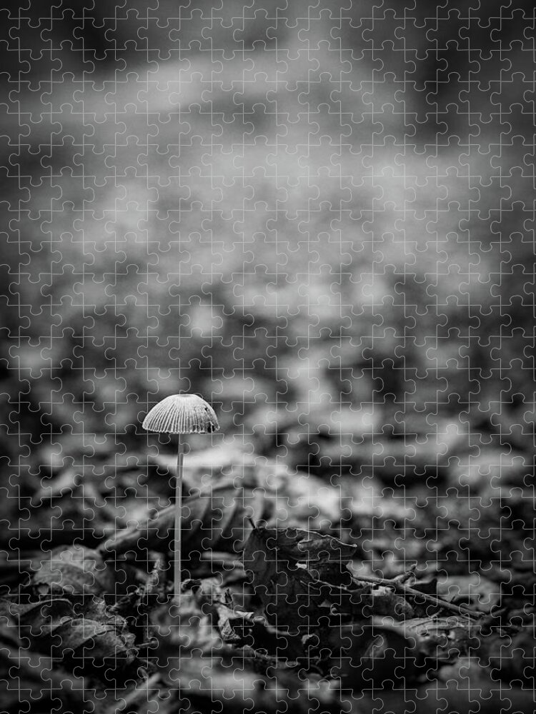 Mushroom Jigsaw Puzzle featuring the photograph Hello there little one by Gavin Lewis