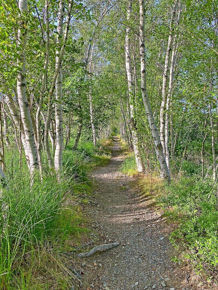 Trail Jigsaw Puzzle featuring the photograph Hemlock Path by Monika Salvan