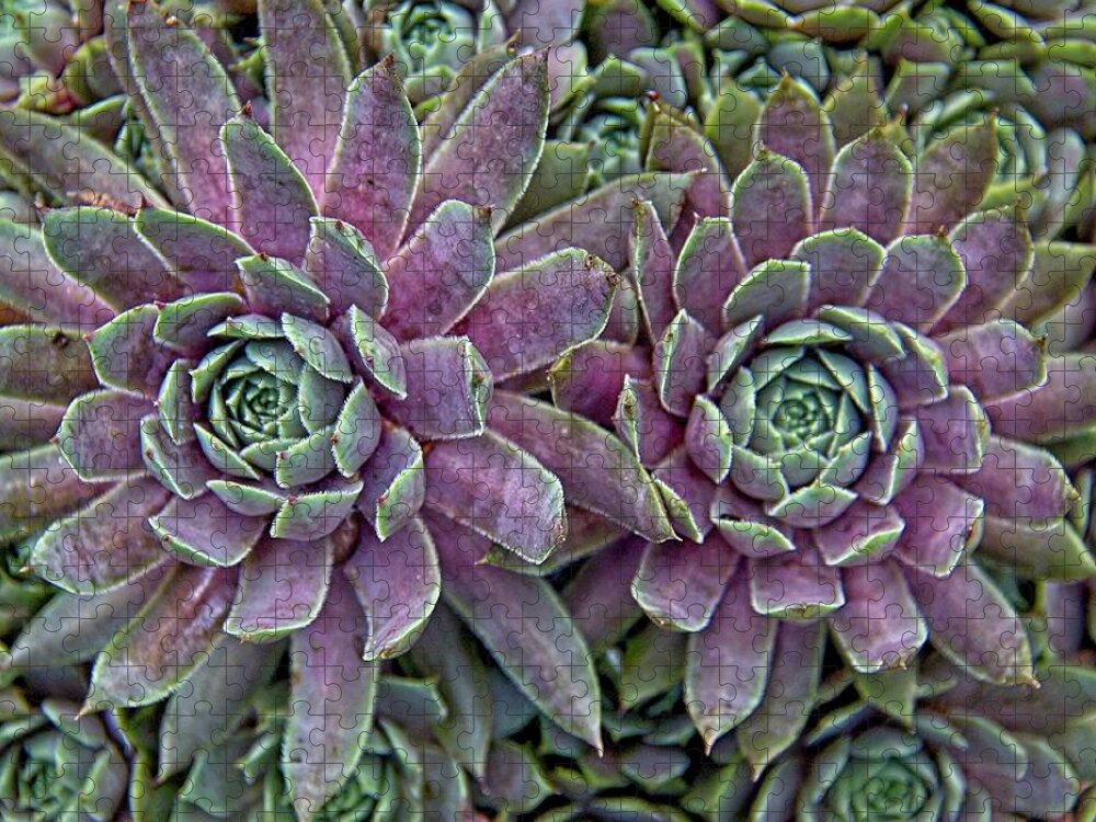 Hen And Chicks Jigsaw Puzzle featuring the photograph Hen and Chicks by Allen Nice-Webb