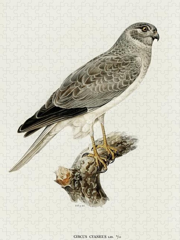 Vintage Print Jigsaw Puzzle featuring the mixed media Hen Harrier by World Art Collective