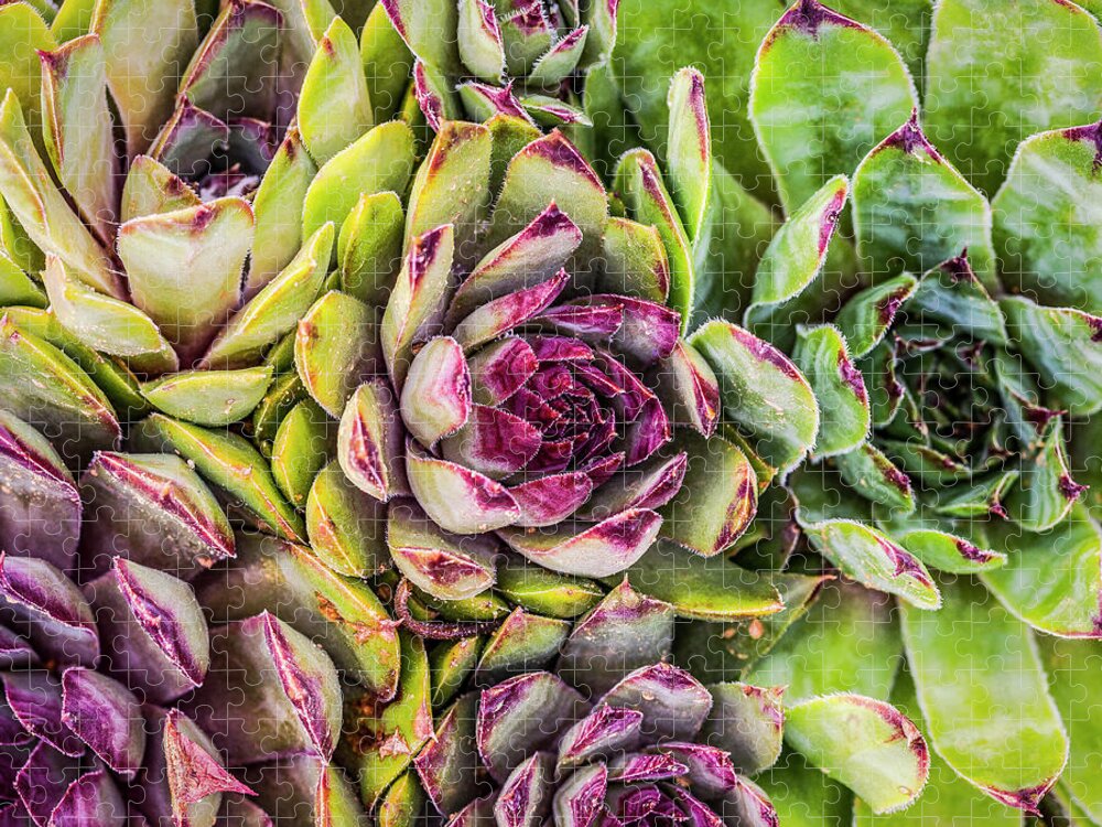 Botanical Gardens Jigsaw Puzzle featuring the photograph Hens and Chicks by Maresa Pryor-Luzier