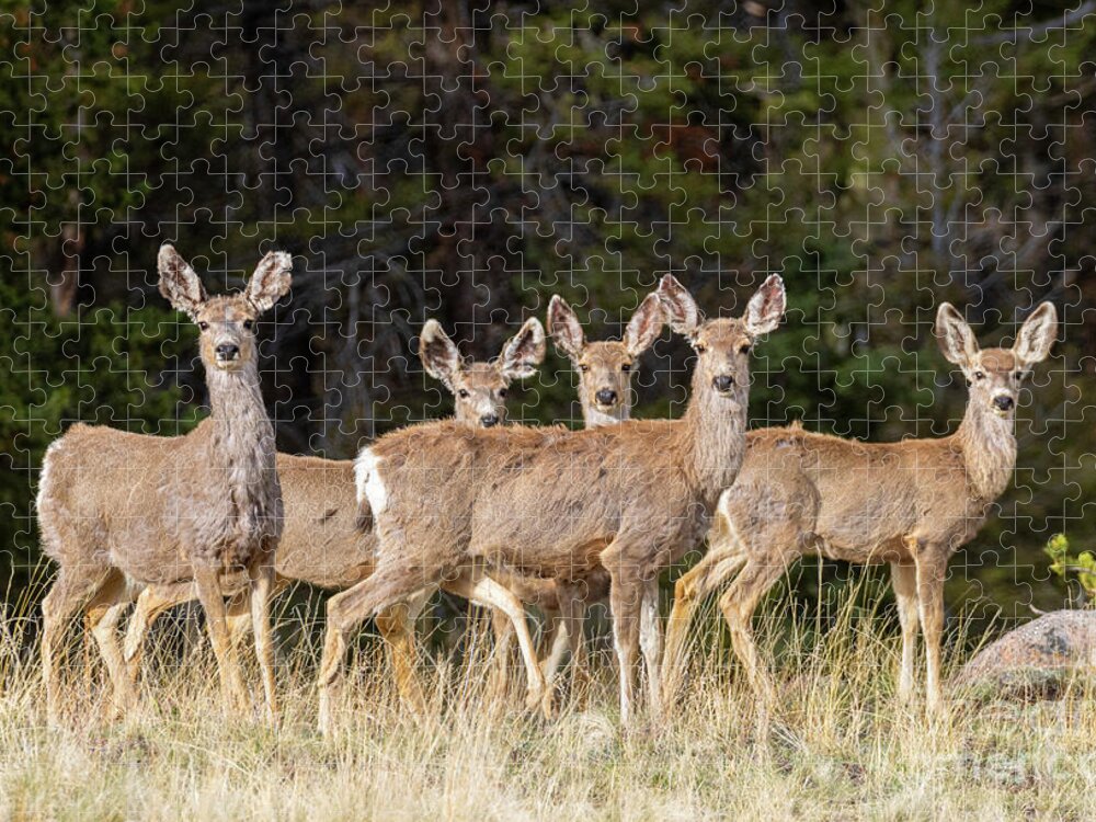 Deer Jigsaw Puzzle featuring the photograph Herd of Curious Deer by Steven Krull