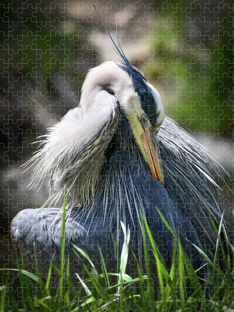 Blue Heron Jigsaw Puzzle featuring the photograph Heron by Michelle Wittensoldner