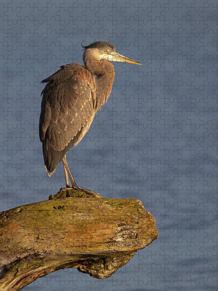 Blue Heron Jigsaw Puzzle featuring the photograph Heron Sunset Vertical by Michael Rauwolf