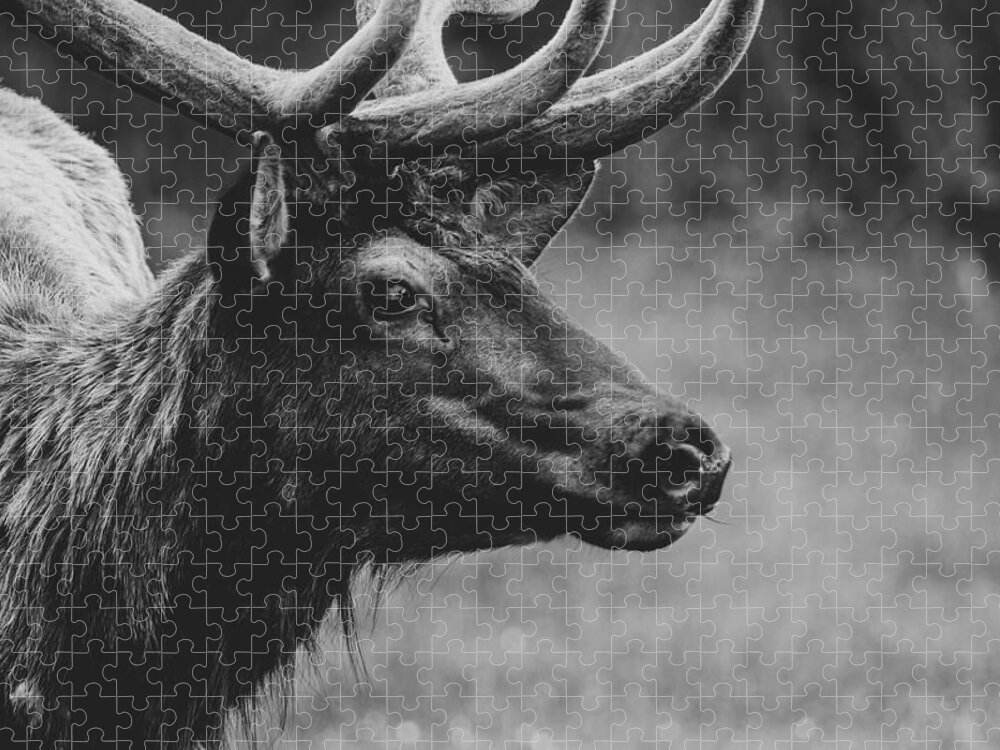 Elk Jigsaw Puzzle featuring the photograph Heya by Danette Steele
