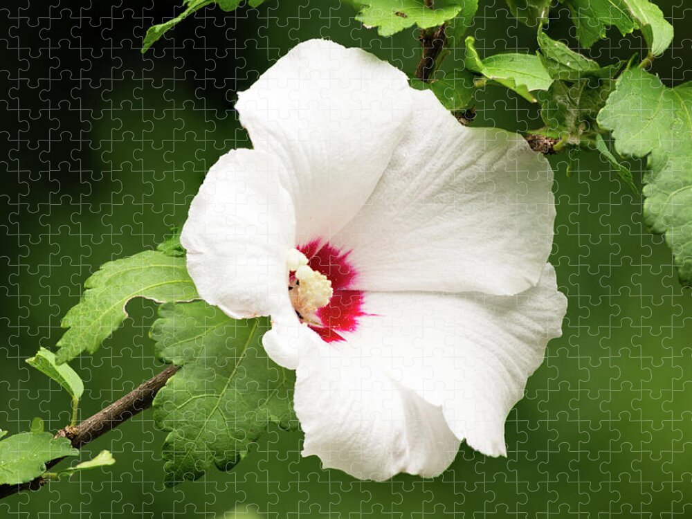 Flower Jigsaw Puzzle featuring the photograph Hibiscus by Grant Twiss