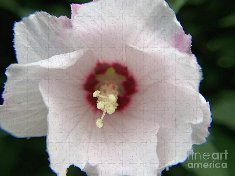 Hibiscus Jigsaw Puzzle featuring the photograph Hibiscus Power by Catherine Wilson