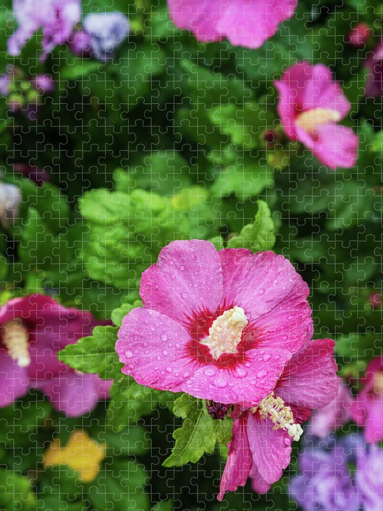 Hibiscus Syriacus Jigsaw Puzzle featuring the photograph Hibiscus Syriacus I by Marianne Campolongo
