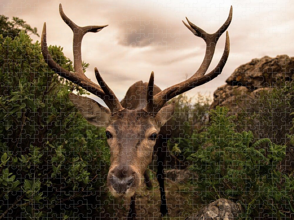 Deer Jigsaw Puzzle featuring the photograph Hideout Discovered by Naomi Maya