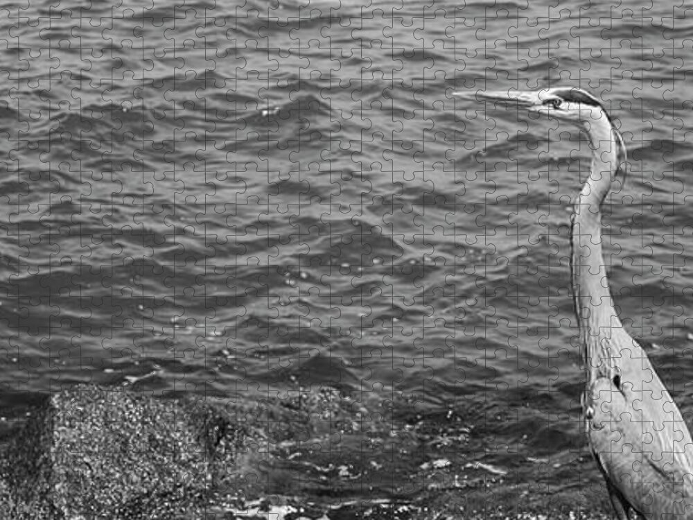 Ardea Herodias Avian Bird Black And White Image Day Egret Florida Great Blue Heron Gulf Of Mexico Heron High Angle View Horizontal Nobody North America One Animal Outdoors Panoramic Perching Photography Rippled Rock Sea Usa Water Water Bird Animal Themes Animals In The Wild Wildlife Jigsaw Puzzle featuring the photograph High angle view of a Great Blue heron, Ardea herodias, perching on a rock, Gulf Of Mexico, Florida by Panoramic Images