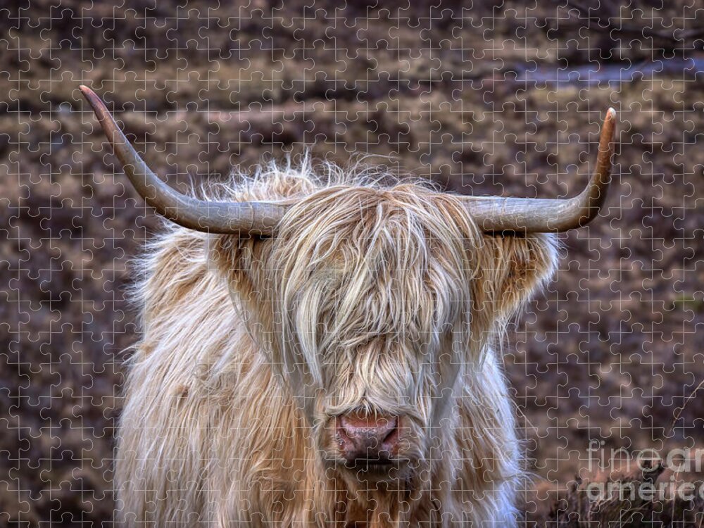 Isle Of Skye Jigsaw Puzzle featuring the photograph Highland Cow by Rebecca Caroline Photography