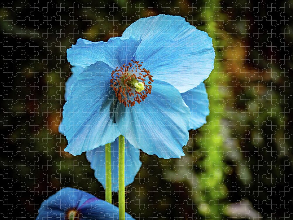 Blue Jigsaw Puzzle featuring the photograph Himalayan Blue Poppy by Louis Dallara