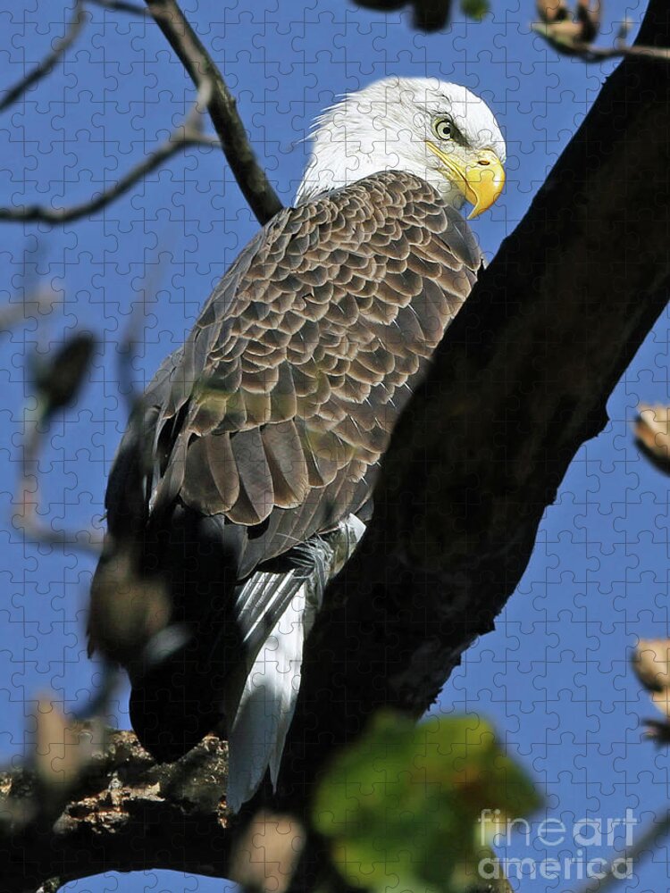 Bald Eagles Jigsaw Puzzle featuring the photograph His Domain by Geoff Crego