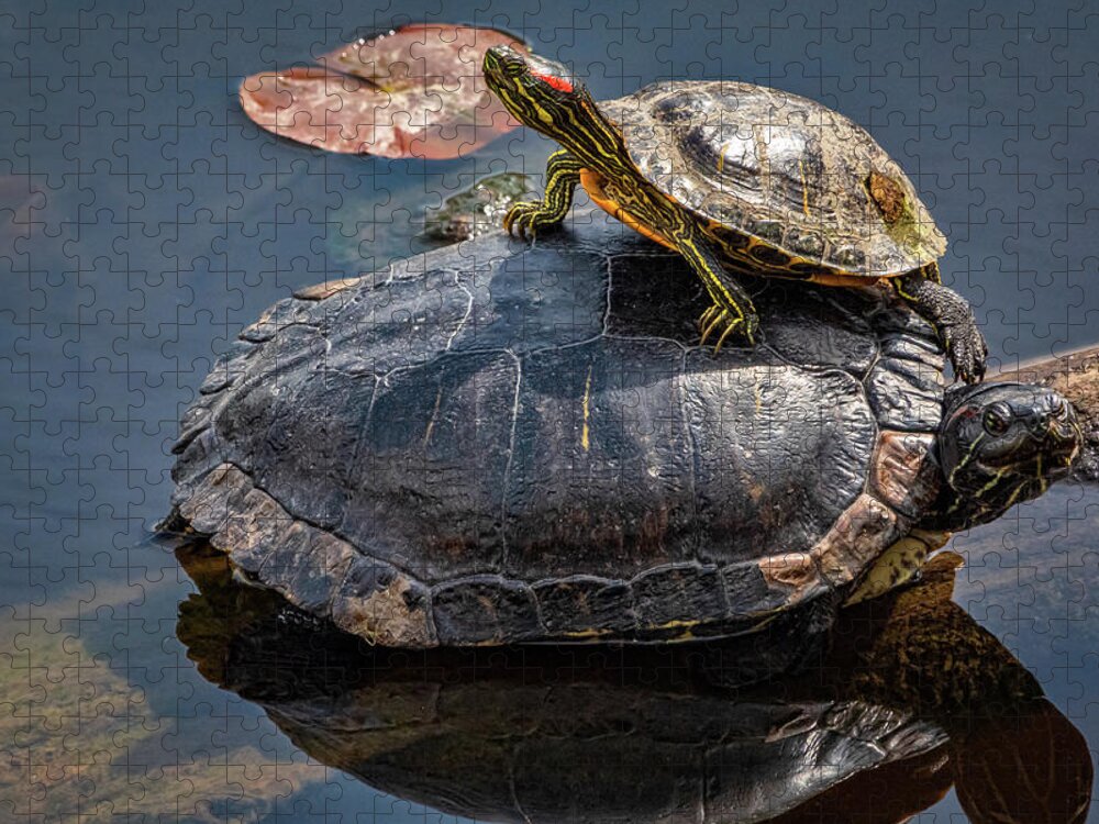 Lakes And Rivers Jigsaw Puzzle featuring the photograph Hitch Hiker by Larey McDaniel