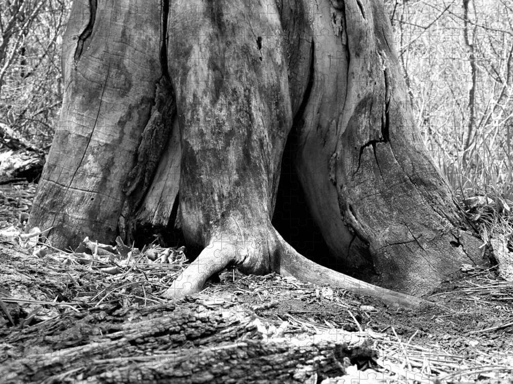 Tree Jigsaw Puzzle featuring the photograph Hollow Tree Trunk in Black and White by Amanda R Wright
