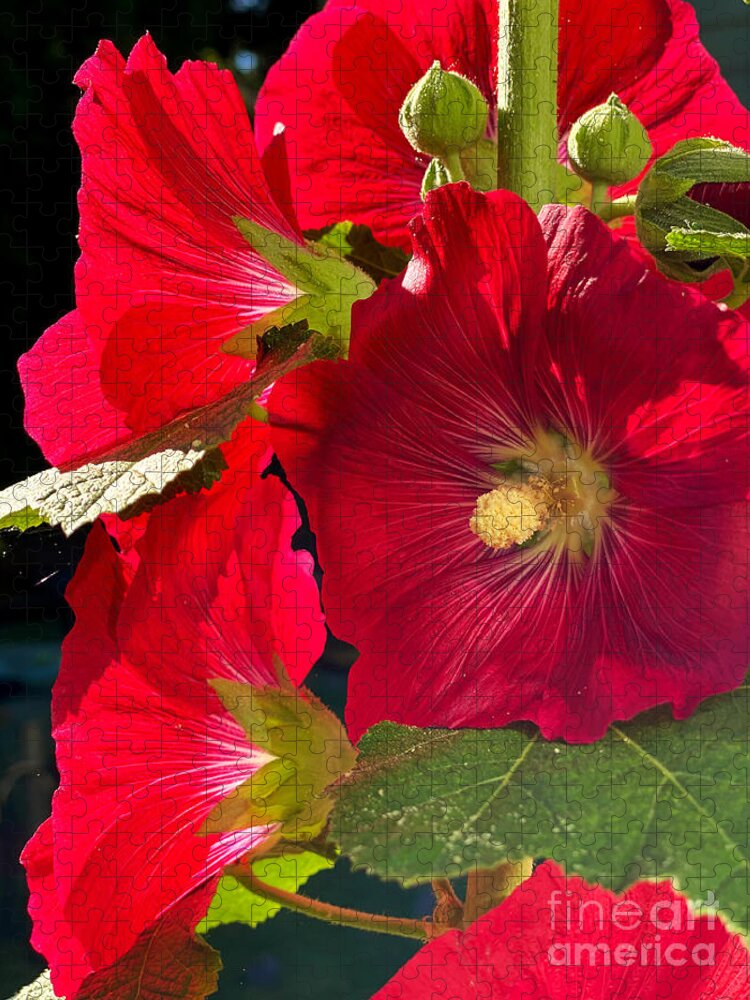 Hollyhock Jigsaw Puzzle featuring the photograph Hollyhocks by Jeanette French