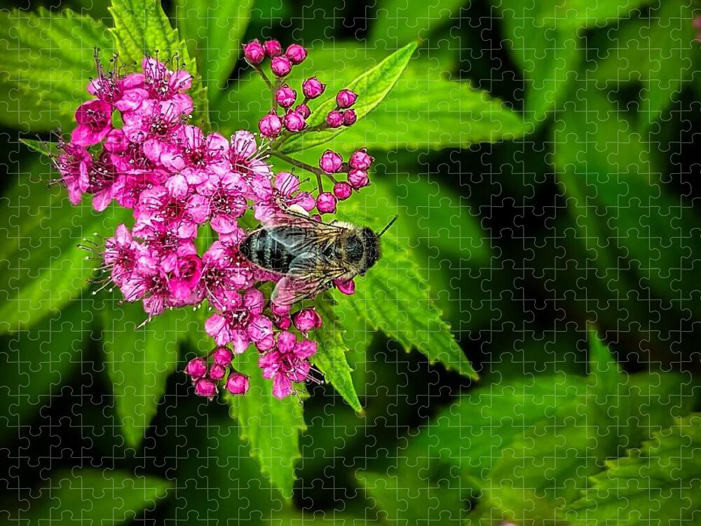 Spiraea Japonica Jigsaw Puzzle featuring the photograph Honey Bee Having Lunch by Claudia Zahnd-Prezioso
