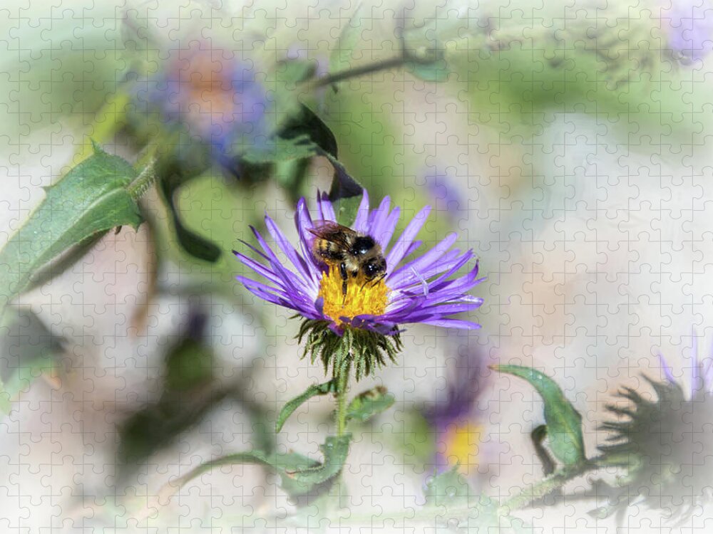 Asteraceae Jigsaw Puzzle featuring the photograph Honey Bee on Purple Aster by Debra Martz