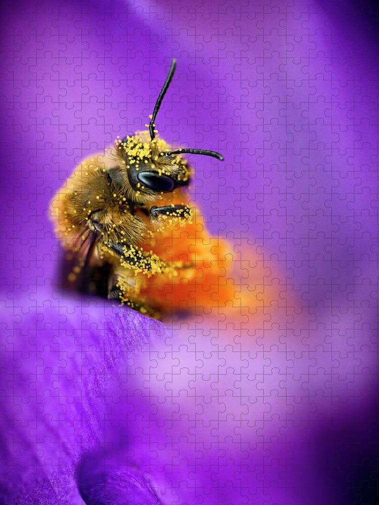 3scape Jigsaw Puzzle featuring the photograph Honeybee Pollinating Crocus Flower by Adam Romanowicz