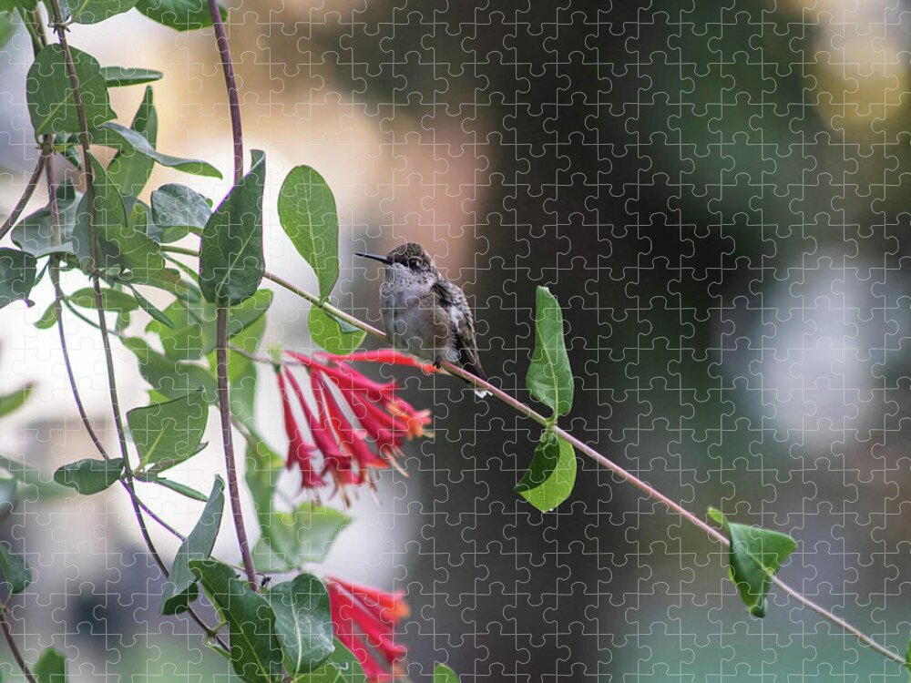 #hummingbird #rubythroatedhummingbird #honeysuckle #trumpethoneysuckle #nativehoneysucklevine #honeysucklevine Jigsaw Puzzle featuring the photograph Honeysuckle Hummingbird #1 by Kimberly Mackowski