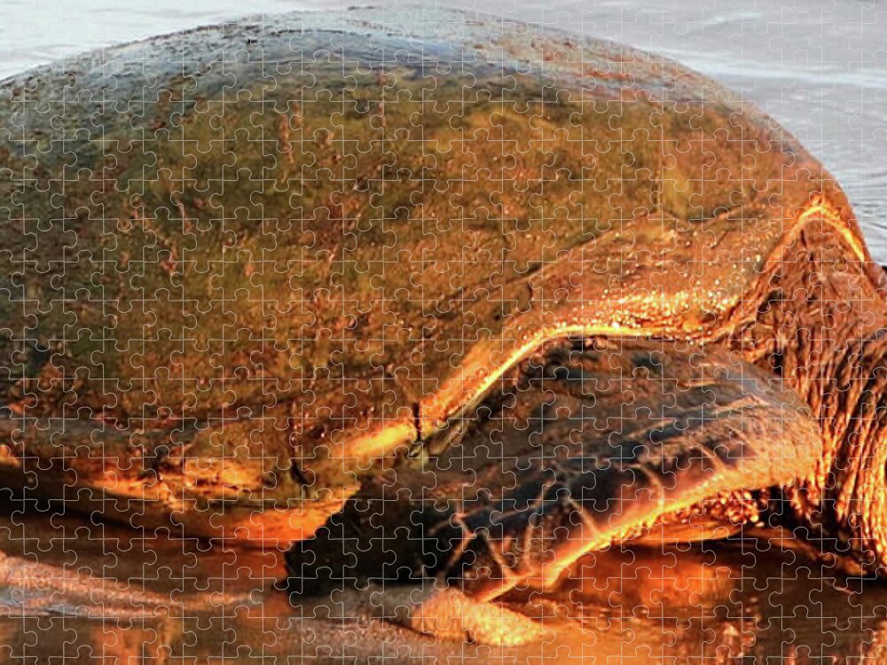 Honu Jigsaw Puzzle featuring the photograph Honu by Tony Spencer