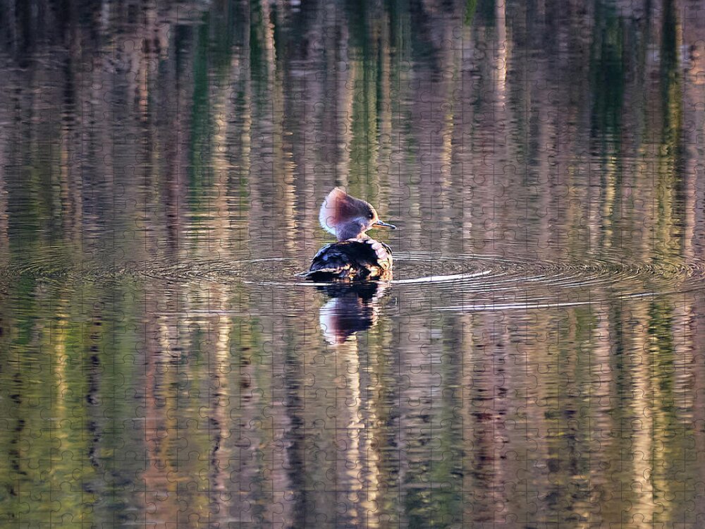 Harle Couronné Jigsaw Puzzle featuring the photograph Hooded Merganser At The Golden Hour by Carl Marceau